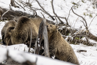 Snow and Cubs YNP May 2025